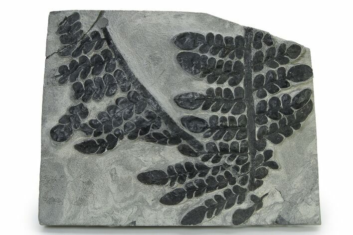 Carboniferous Fossil Fern (Odontopteris) Plate - France #338597